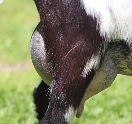 lesperance ahsoka tano